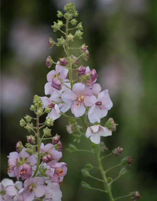 Garten-Königskerze 'Pink Domino'