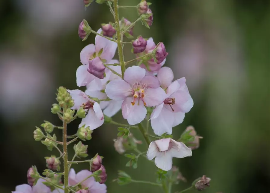 Garten-Königskerze 'Pink Domino'