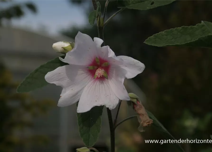 Garten-Busch-Malve 'Baby Barnsley'