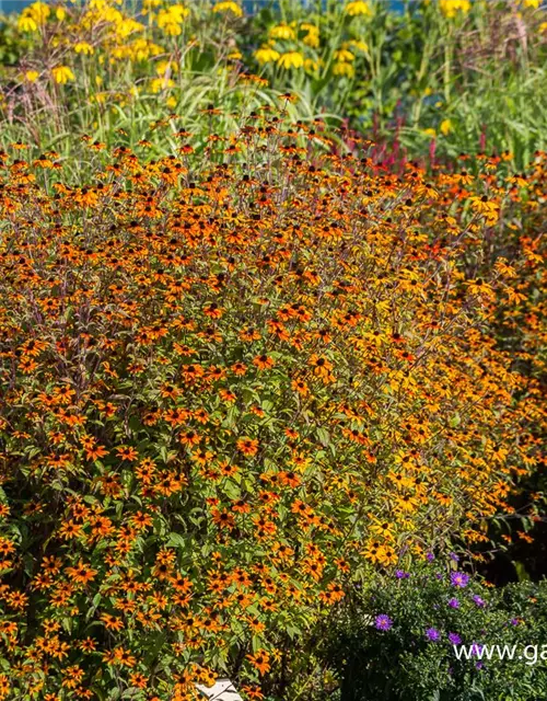 Garten-Sonnenhut 'Prairie Glow'