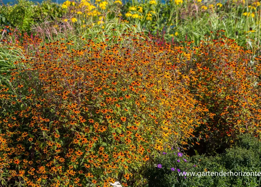 Garten-Sonnenhut 'Prairie Glow'