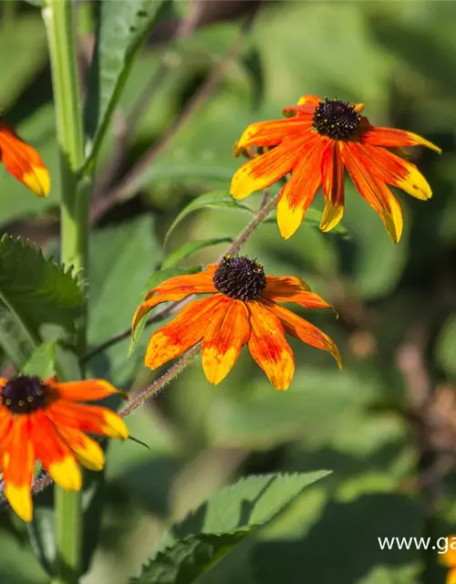 Garten-Sonnenhut 'Prairie Glow'