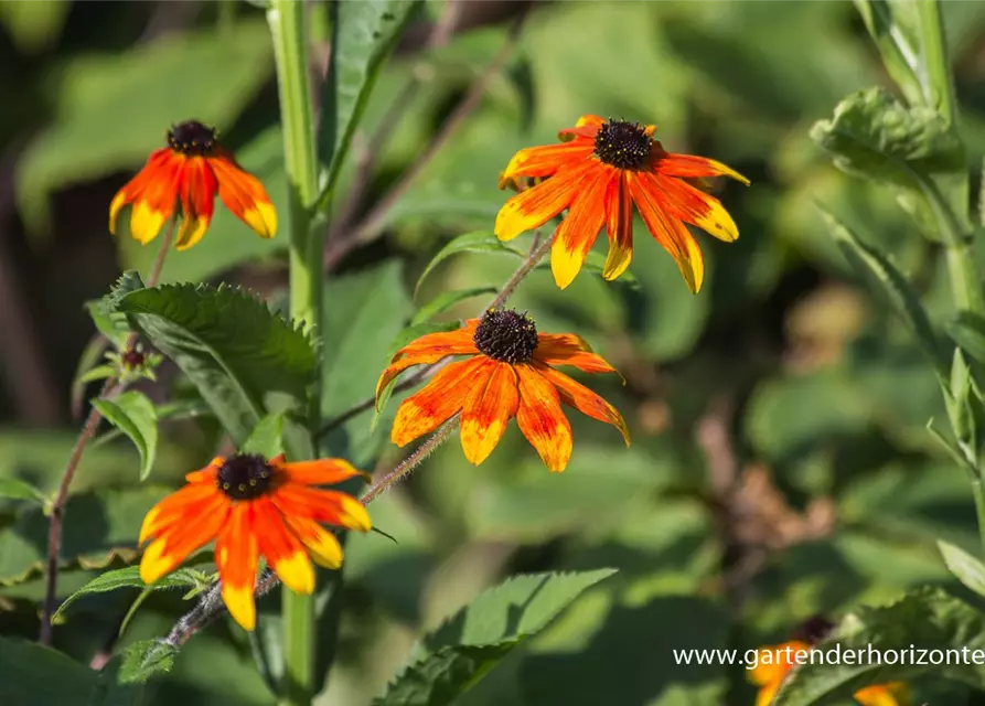 Garten-Sonnenhut 'Prairie Glow'