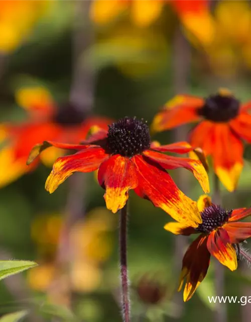 Garten-Sonnenhut 'Prairie Glow'