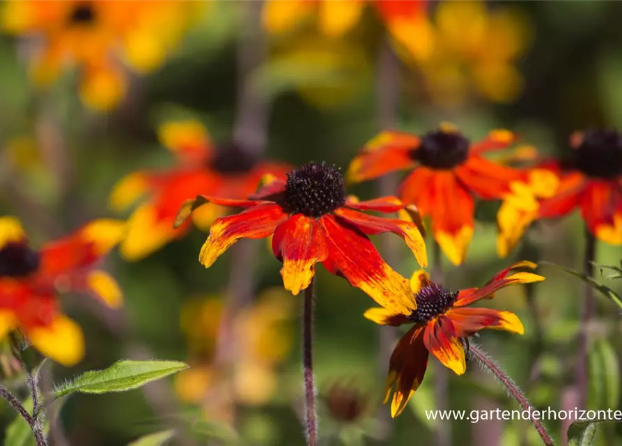 Garten-Sonnenhut 'Prairie Glow'