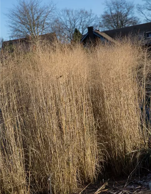 Garten-Ruten-Hirse 'Prairie Sky'