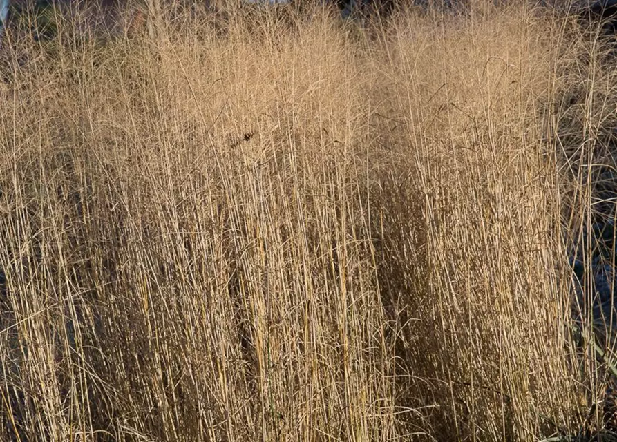 Garten-Ruten-Hirse 'Prairie Sky'