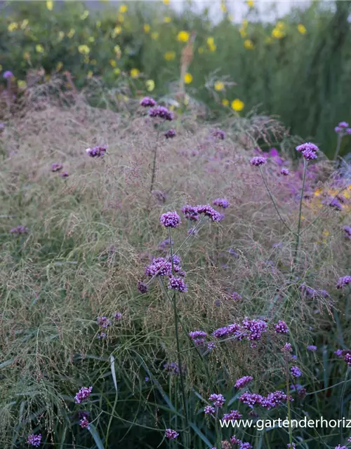 Garten-Ruten-Hirse 'Prairie Sky'