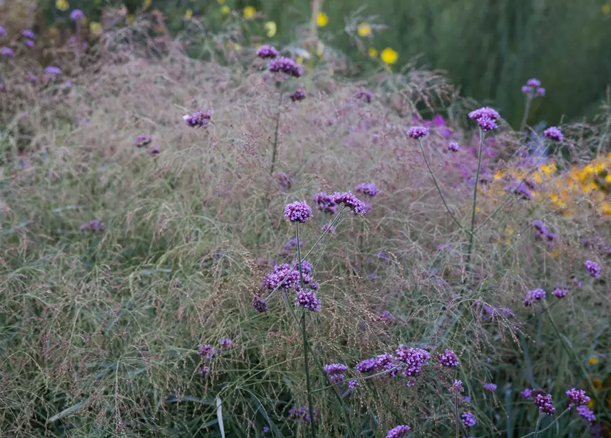 Garten-Ruten-Hirse 'Prairie Sky'