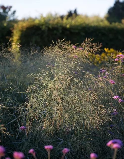 Garten-Ruten-Hirse 'Prairie Sky'