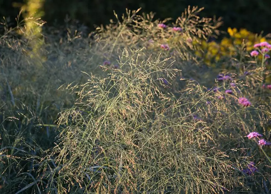 Garten-Ruten-Hirse 'Prairie Sky'