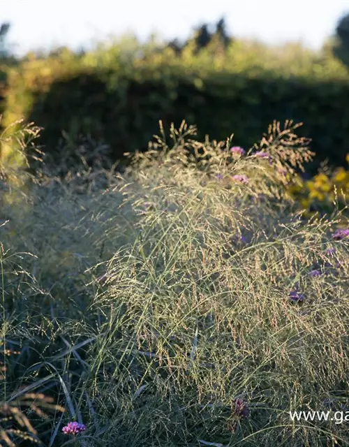 Garten-Ruten-Hirse 'Prairie Sky'