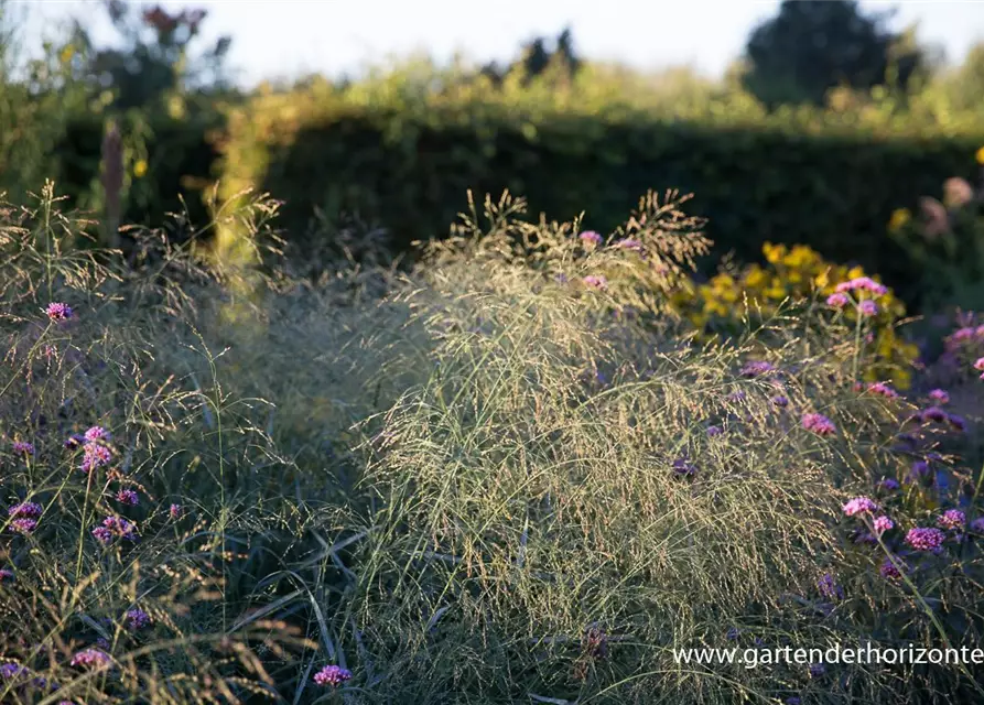 Garten-Ruten-Hirse 'Prairie Sky'