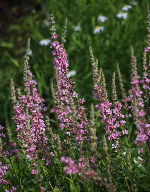 Garten-Blut-Weiderich 'Blush'