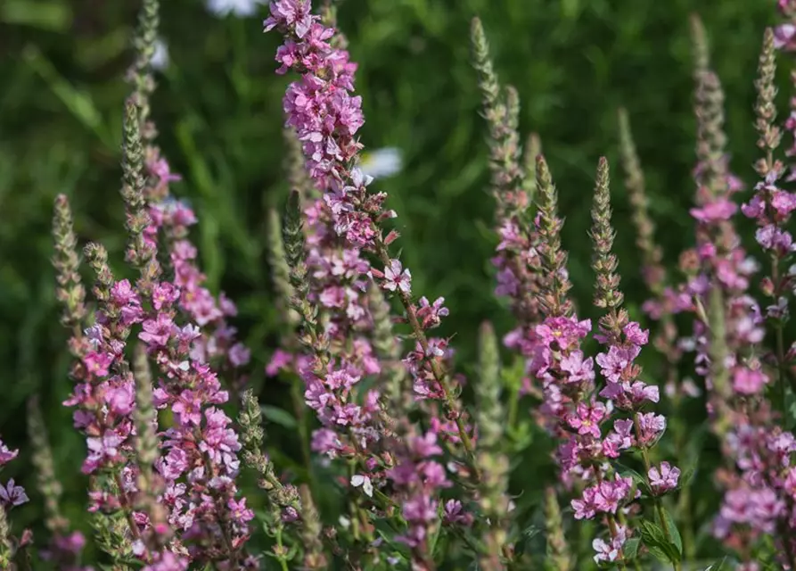 Garten-Blut-Weiderich 'Blush'