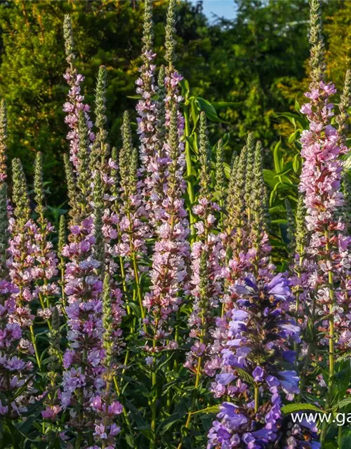 Garten-Blut-Weiderich 'Blush'