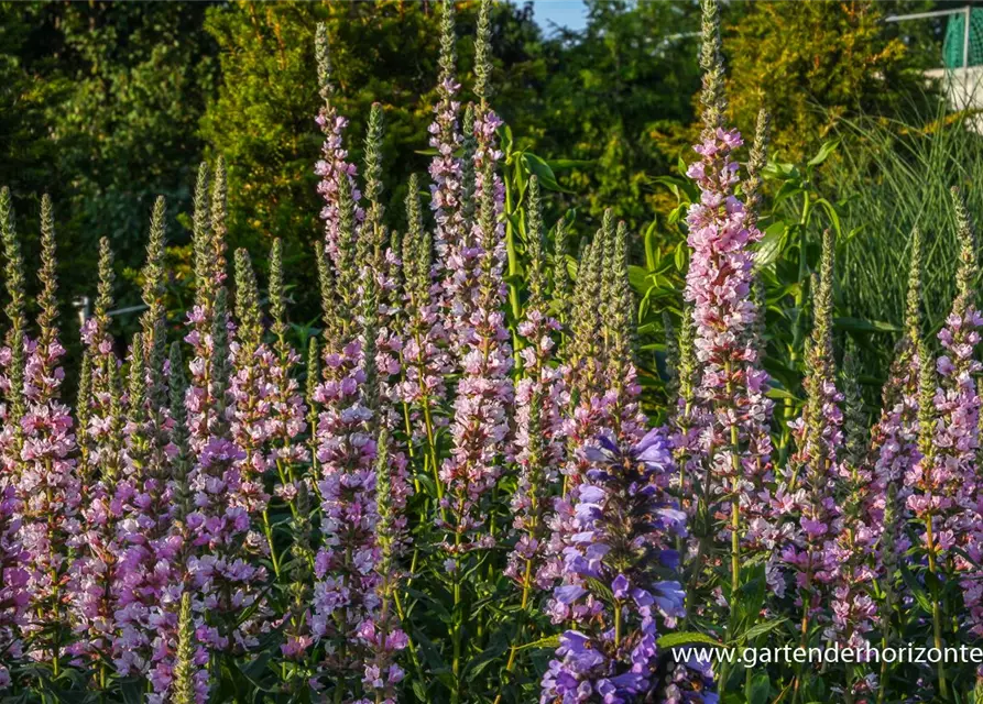 Garten-Blut-Weiderich 'Blush'