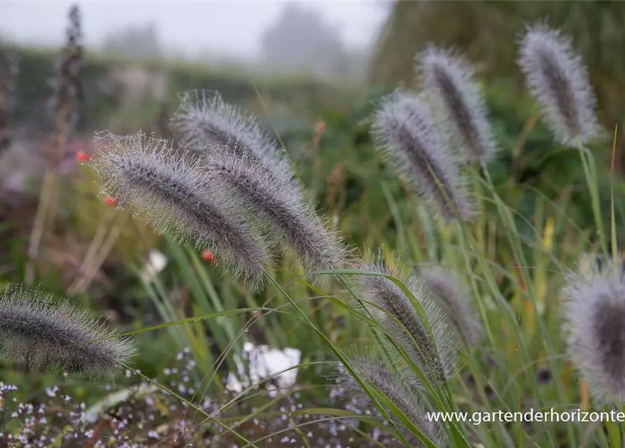 Garten-Federborstengras 'Cassian'