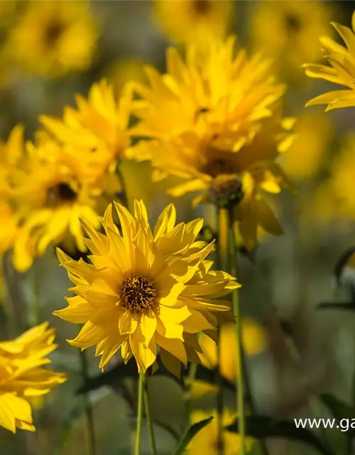 Garten-Stauden-Sonnenblume 'Monarch'