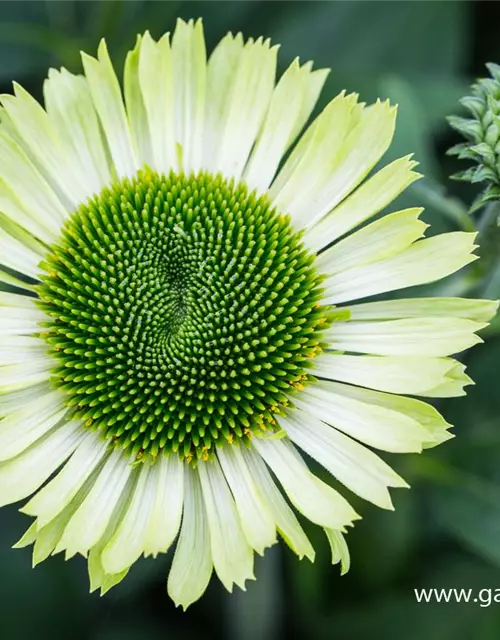 Garten-Scheinsonnenhut 'Green Jewel'