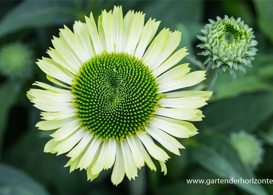 Garten-Scheinsonnenhut 'Green Jewel'