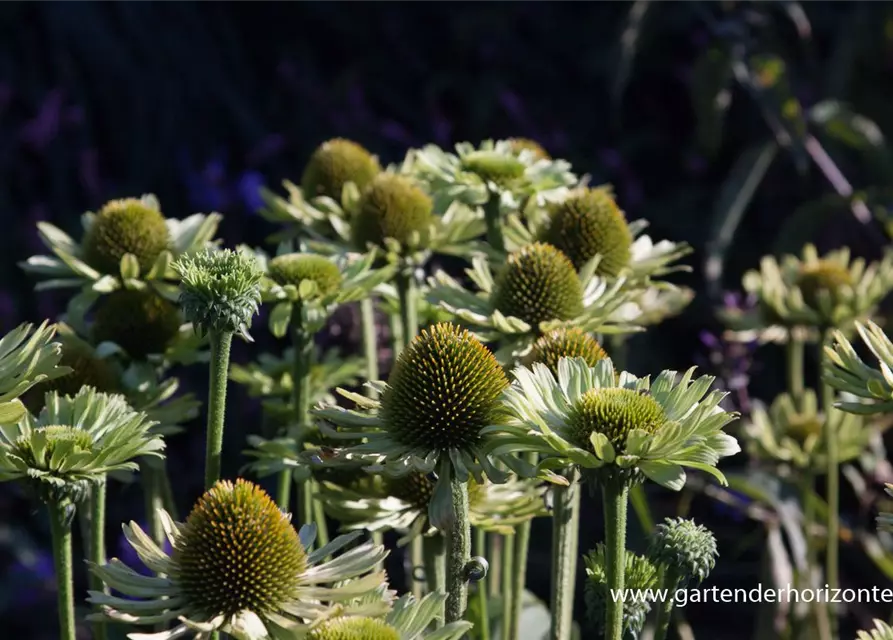 Garten-Scheinsonnenhut 'Green Jewel'