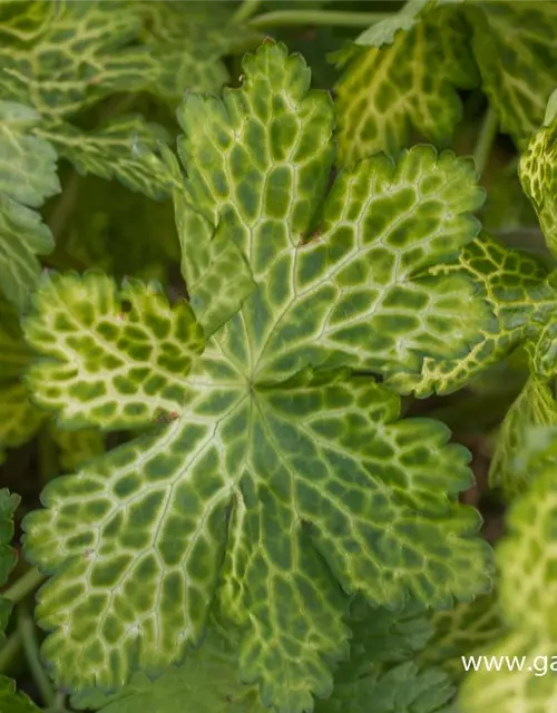 Geranium phaeum 'Conny Broe'