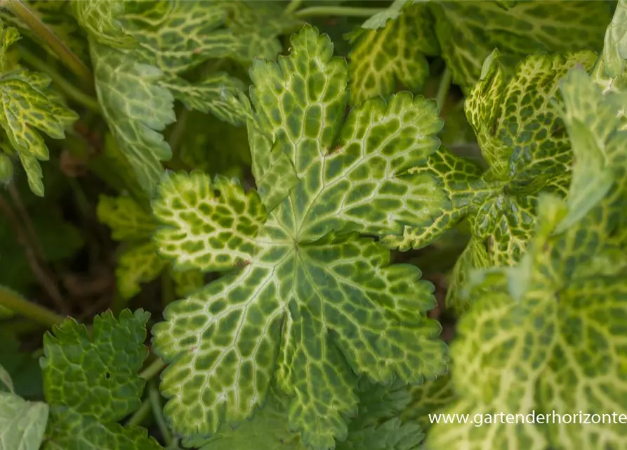 Geranium phaeum 'Conny Broe'