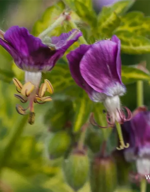 Geranium phaeum 'Conny Broe'