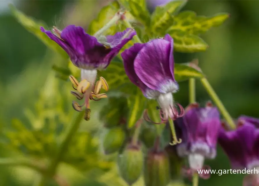 Geranium phaeum 'Conny Broe'