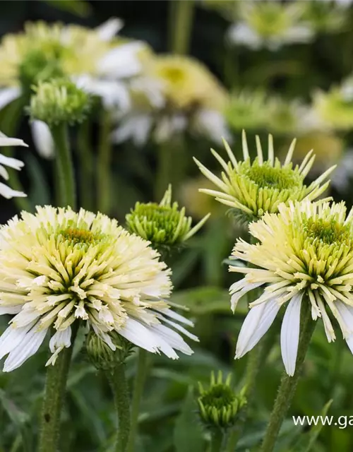 Garten-Scheinsonnenhut 'Meringue'