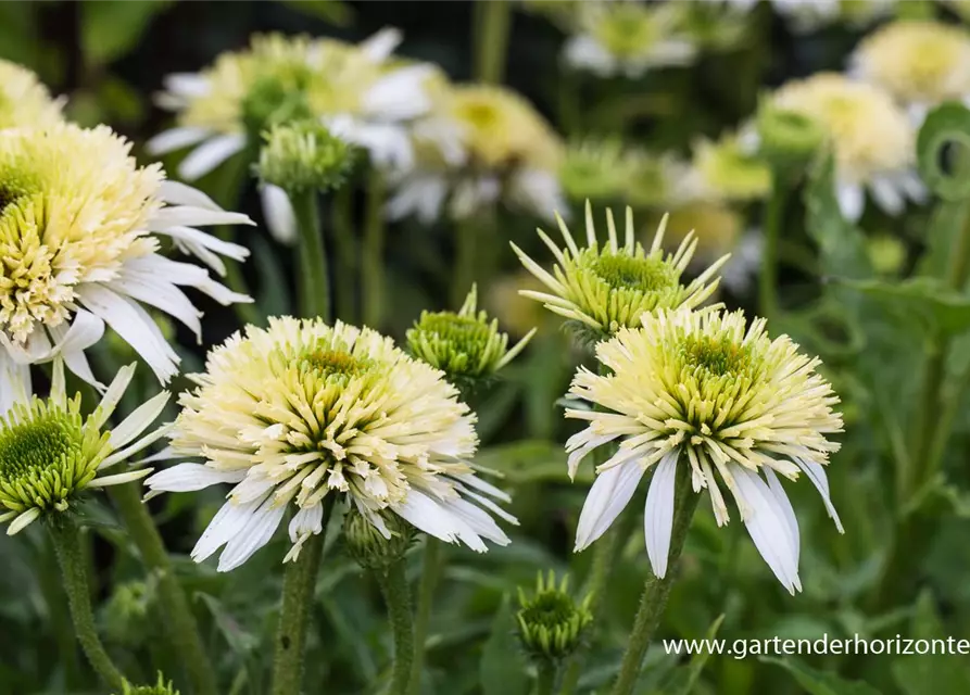 Garten-Scheinsonnenhut 'Meringue'