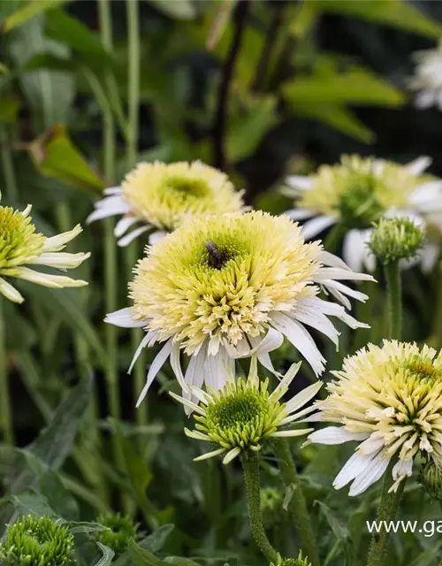 Garten-Scheinsonnenhut 'Meringue'