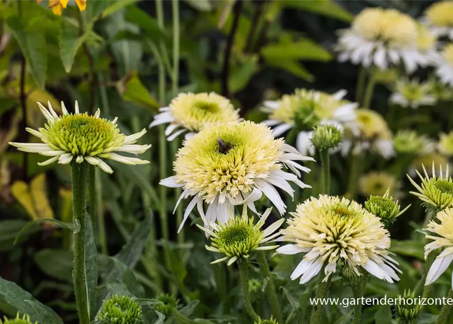 Garten-Scheinsonnenhut 'Meringue'