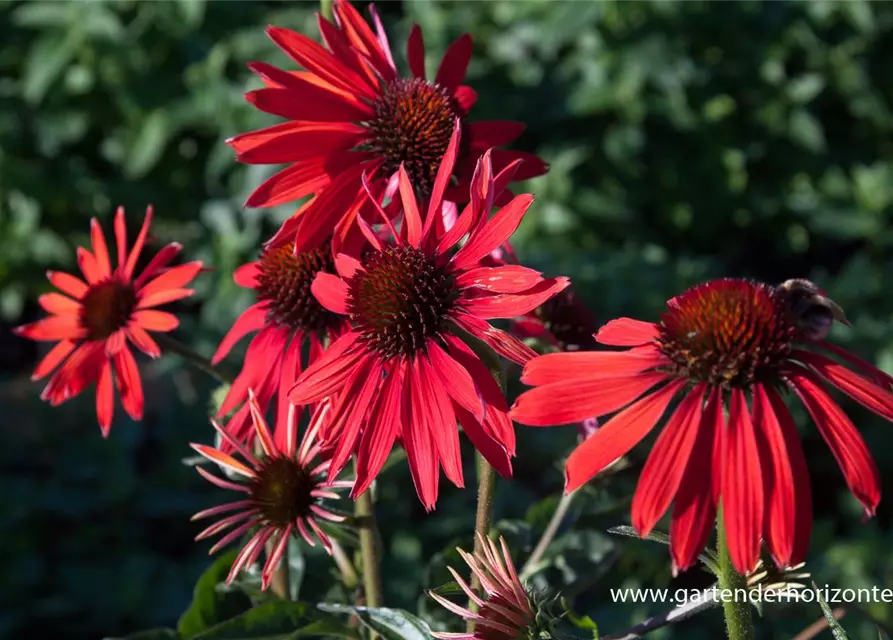 Garten-Scheinsonnenhut 'Hot Summer'®