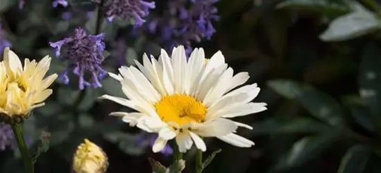 Großblumige Garten-Margerite 'Broadway Lights'®