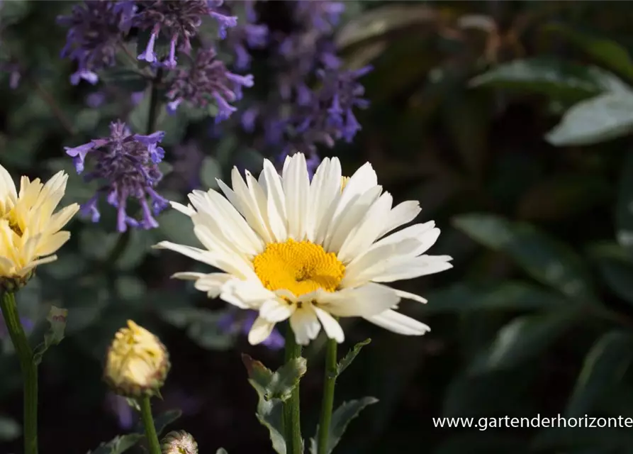 Großblumige Garten-Margerite 'Broadway Lights'®