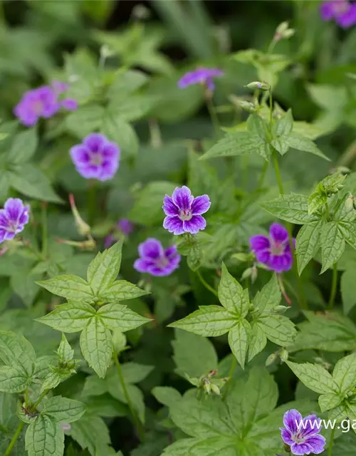 Geranium nodosum 'Clos du Coudray'