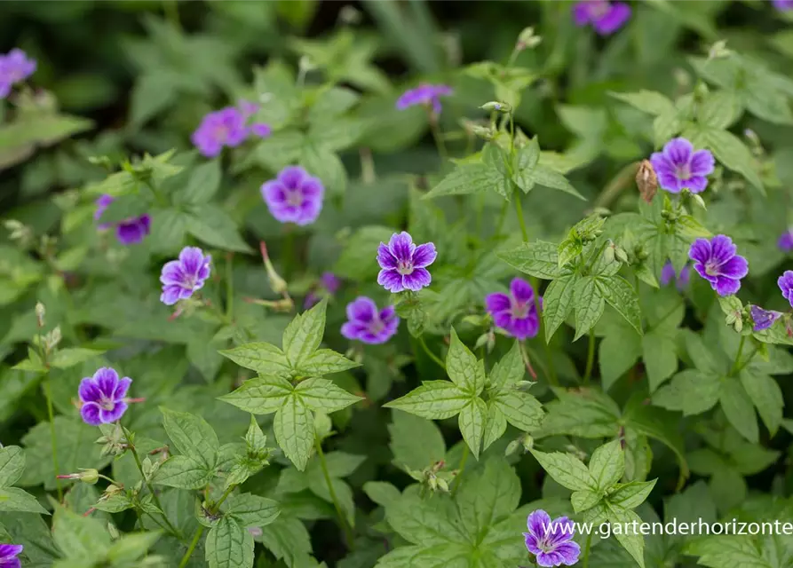 Geranium nodosum 'Clos du Coudray'