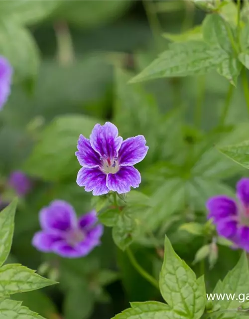 Geranium nodosum 'Clos du Coudray'