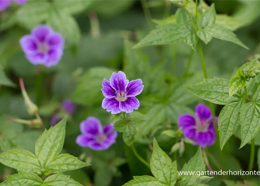 Geranium nodosum 'Clos du Coudray'