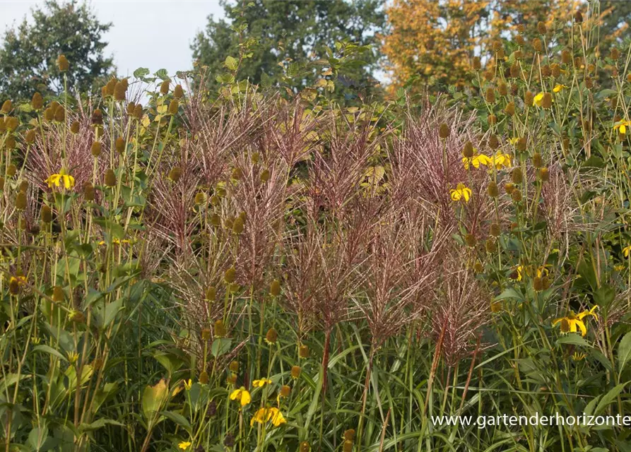 Garten-Chinaschilf 'Malepartus'