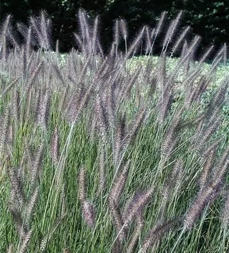 Garten-Federborstengras 'Herbstzauber'