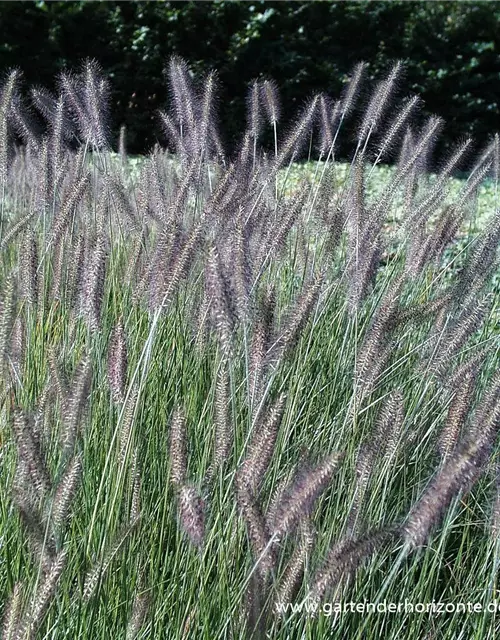 Garten-Federborstengras 'Herbstzauber'