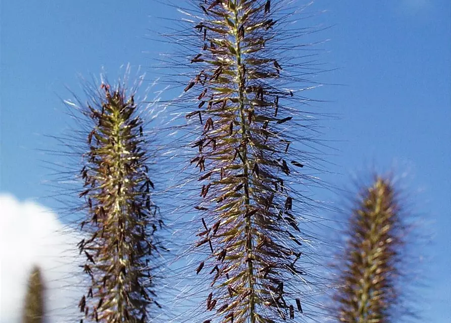 Garten-Federborstengras 'Herbstzauber'