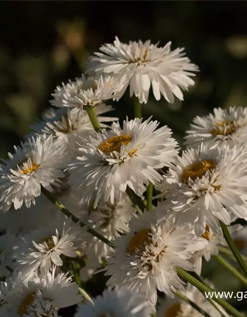 Großblumige Garten-Margerite 'Snehurka'