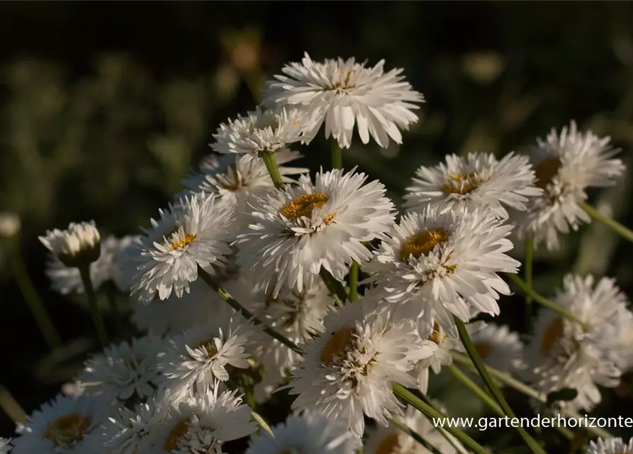 Großblumige Garten-Margerite 'Snehurka'