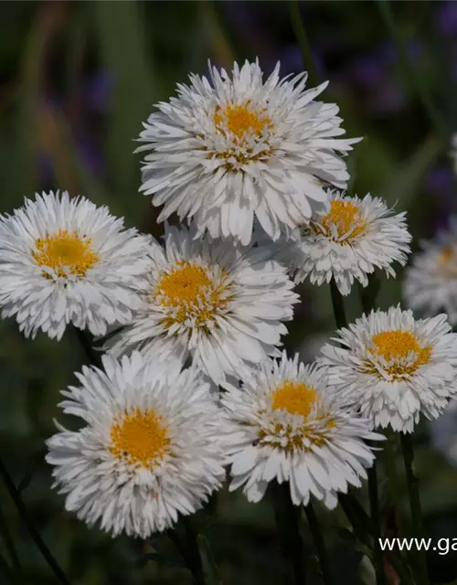 Großblumige Garten-Margerite 'Snehurka'