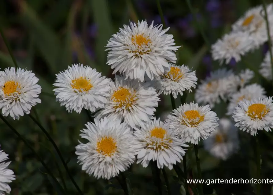 Großblumige Garten-Margerite 'Snehurka'