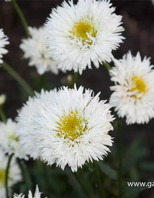 Großblumige Garten-Margerite 'Snehurka'